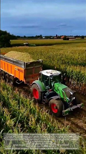 Mechanized Corn Harvesting – Field to Trailer in Seconds! #heavymachinery #farming #agriculture