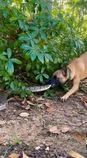 Dog catching a snake