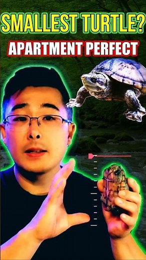 Meet The TINIEST Pet Turtle: Stinkpot Size Makes Them Perfect For Apartments (FACT 2)