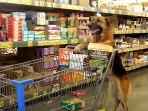 See: Grocery Shopping Rescue Dog Buys His Own Treats