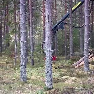 Log Max 4000T in action. As you can see at has high feed speed and impressive pulling force. The operator in this movie, Erik Wiik, is well known on Facebook, especially in Sweden. He is well known for his impressive driving skills. We visited him at the beginning of the winter and will soon publish more material from this photoshoot, stay tuned. #logmax #logmax4000T #logmax4000 #logging #logger #loggers #logginglife #thinning #loggerlife #loggingaddicts #loggingequipment #loggers_sweden #logger