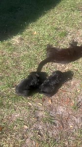 25K views · 1.3K reactions | Look it’s our mom! She looks just like us! | Humane Society of Highlands County | Facebook