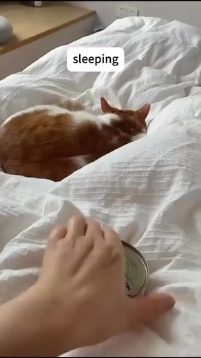 19K views · 760 reactions | Cute Kittens & Cats on Reels | Facebook