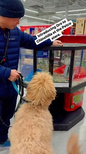 Introducing Oro to Chinchilla at the Petco store. #fyp #trendingreels #fbreelsvideo #reels #virals #petlovers #pet #doglover | Evelyn Padigos Paradeza