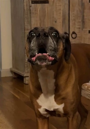 Poppy's Love: Proof She Prefers Me Over Grandma!