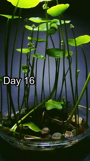 Aquatic plant timelapse | 16 Days in 30 seconds #timelapse #planttimelapse #aquarium #aquariumhobby #plantedtank #plantedaquarium #aquascape #fishtank #plant #science #scienceexperiments