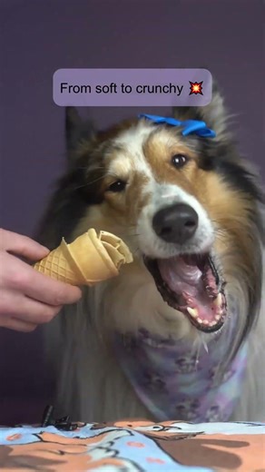 Dog ASMR Weekly Shorts Compilation 🐾🎧 #asmr #dog #puppy #dogs #eatingsounds #cutedog