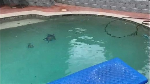 Water in pool shakes during earthquake