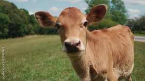 Cattle breeding farm close up of healthy cow looking straight in to camera Stock Video