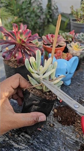 Cotyledon orbiculata Variegated 🌿 | Easy Propagation Through Cuttings | Grow More Succulents at Home