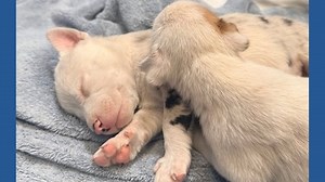 Parvo cases are spreading across Pima County, officials say