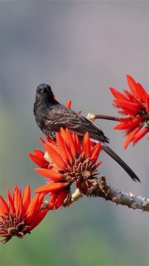 bulbul sound / red vented bulbul call / #birds #nature #birdsong #birdsounds
