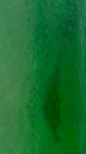 Have you ever seen this many sharks in one place? This summer, La Jolla had some of the highest concentrations of Leopard Sharks in recent memory! The high concentration of sharks combined with the decent average visibility meant that many people were able to view and enjoy these sharks all throughout the summer! The only other place I’ve ever witnessed such a high concentration of sharks just feet off the beach is during the Blacktip migration in Florida. But these Leopard Sharks aren’t migrati