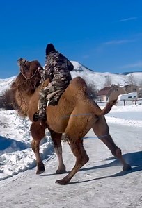 176K views · 1.7K reactions | My wild and wooly camel was no quite ready for a solo ride outside the arena yesterday so we went back to basics. Sound on for angry camel noises 藍. All I can say is “Owww my shin” #wildwest #camels #cowgirlup #bactrian #wildanimals | West Elk Equine | Facebook
