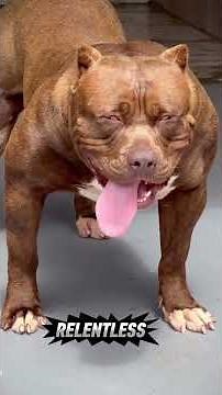 Can These 9 FEARSOME Dog Breeds REALLY Take Down a Bear?