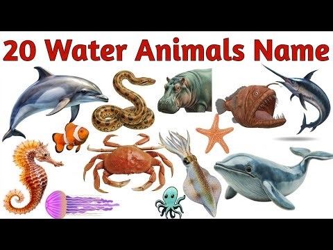 20 Water Animals Names for Kids | Learn 20 Types of Water Animals in English |