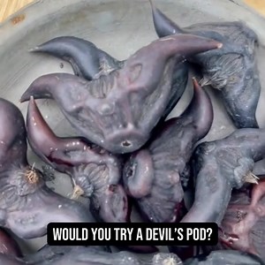 Have you seen a Devil's Pod? They're trending now! | Specialty Produce