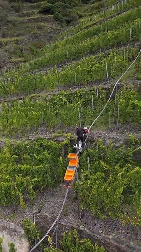 Hill farming techniques| mountain farming techniques| agriculture| farming| BAMSI SHORTS #farming