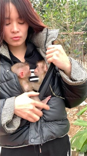 The mischievous monkey got stuck deep inside the flowerpot.