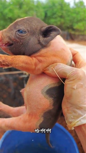 猪仔们今天掏蛋蛋囖#自繁自养母猪 #小花猪 #宠物猪 The piglets are taking their eggs today!#HomebredSows#SpottedPigs#PetPigs