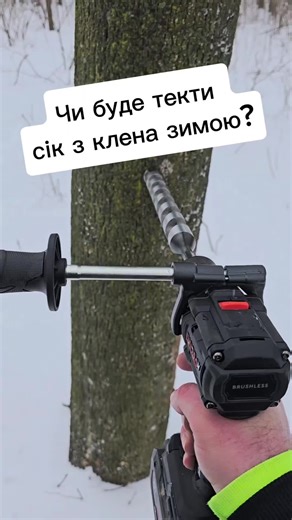 Чи буде текти сік з клена зимою? #дерево #ліс #природа #екологія #дніпром @Dnipro M