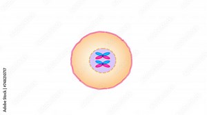 Cell division stages diagram. Anaphase, telophase, metaphase, pro metaphase, prophase, cytokinesis steps footage. Stages of mitosis phases loop animation. Illustration video