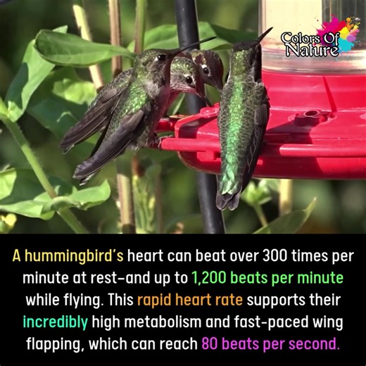 Hummingbird's heartbeat | Colors Of Nature