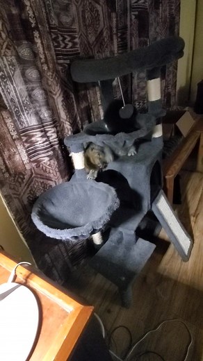 40-ish seconds of crazy kittens Chappy and Bob! | Venus Minyard