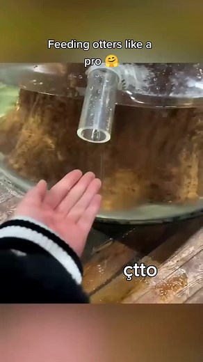 Feeding Otters Like a Pro: The Ultimate Guide