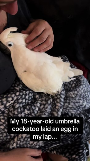 Understanding Cockatoo Egg Laying Ages and Fertility