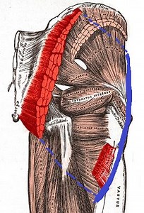 Glute Science - Bret Contreras