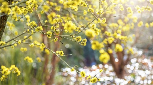 Le cornouiller mâle est en fleur ! Tout savoir sur cet arbuste indigène un peu oublié - RTBF Actus