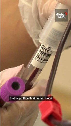 Some deadly bacteria actually seek out human blood 🩸🦠 #vampire #blood #bacteria