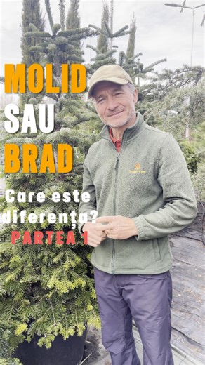 🌲 𝗠𝗢𝗟𝗜𝗗 sau 🌲 𝗕𝗥𝗔𝗗? Dl. Cornel ne lămurește! Deși la prima vedere par similare, 𝗠𝗢𝗟𝗜𝗗𝗨𝗟 (𝘗𝘪𝘤𝘦𝘢) și 𝗕𝗥𝗔𝗗𝗨𝗟 (𝘈𝘣𝘪𝘦𝘴) au caracteristici esențiale care le diferențiază. În acest video, colegul nostru, dl. Cornel, vă arată rapid cum să le deosebiți, crucial atunci când alegeți planta potrivită pentru peisajul dumneavoastră: 𝗧𝗲𝘀𝘁𝘂𝗹 𝗔𝗰𝘂𝗹𝘂𝗶: Acele de 𝗕𝗥𝗔𝗗 sunt moi, plate și prietenoase. Acele de 𝗠𝗢𝗟𝗜𝗗 sunt mai rigide și ascuțite – veți simți diferenț
