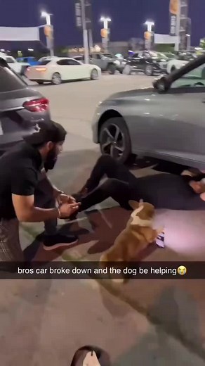 Hilarious Dog Takes Teamwork Too Seriously