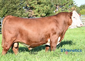 Unique combination of proven pedigree, phenotype, and EPD profile! RUGBY is a stout, freckle-faced sire who's simply "the cowboy kind." He's the only Genesis AI sire in the breed with his combination of CED, BW, WW, YW and Marbling. RUGBY is a high-quality Polled Hereford sire backed by maternal excellence who offers tremendous overall body, rib shape, fleshing ability and genetic merit. RUGBY is available in Conventional and Ultraplus™ high fertility sex-sorted semen online at the LINK BELOW, t