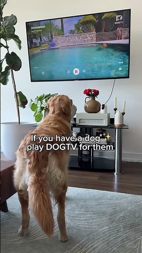 DOGTV is scientifically designed with sounds and visuals that dogs love! 🧡