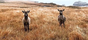 Lonely old deers: ageing red deer become less social as they grow