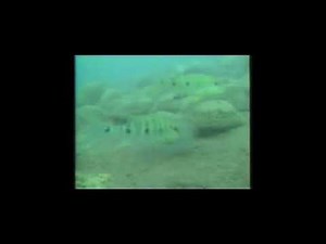 たけしの万物創世紀 アフリカ・人類誕生の地