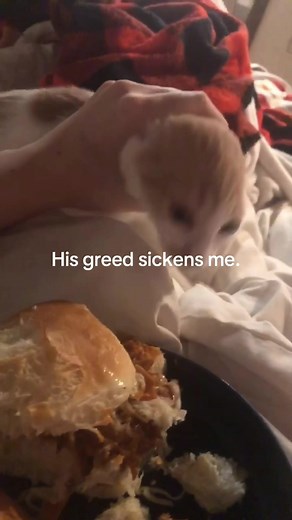 When Stealing Fails: Hilarious Cat Robbery Fails