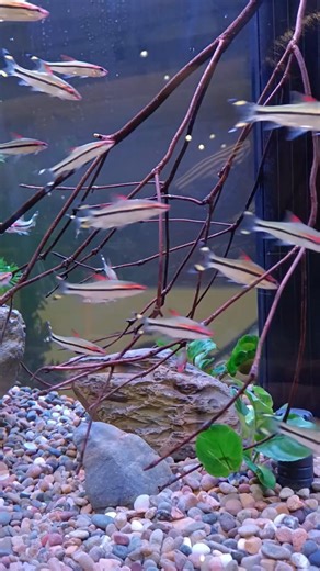 hendrix backyard on Instagram: "The Denison barb, Denison's barb, Miss Kerala, red-line torpedo barb, or roseline shark is an endangered species of cyprinid fish endemic to the fast-flowing hill streams and rivers of the Western Ghats in India. #aquariumhobby #aquarium #aquariumfish #reelsviralシ"