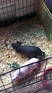 Skinny Pigs Mating
