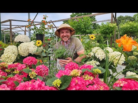 Top 7 Deer Resistant Perennials!