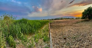 The DWR, through funding from Utah's Watershed Restoration Initiative, is working to restore the health of Utah Lake's ecosystems. Phragmites is a quick-growing, non-native plant that overruns native vegetation and overcrowds shorelines. To combat phragmites, we have been spraying, smashing and mowing it, and are now incorporating grazing as a tool to help remove this aggressively invasive species. We are very pleased with how successful grazing has been so far, and we plan to build a series of 
