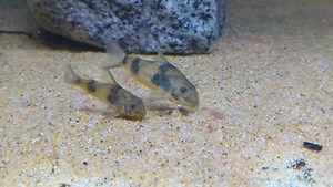 13K views · 1.3K reactions | A fairly rare peppered catfish  these are  | Pier Aquatics | Facebook