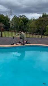 BIG RED BELLIED BLACK SNAKE IN A POOL!!! I was called out to a home in Cooroy today to relocate a decent sized red belly that had got stuck in the pool. The water level was lower than it should be so he’d got himself into a bit of strife. Thankfully it wasn’t a boiling hot day today so he wasn’t exhausted. When I arrived he was sheltering in the skimmer box. Only place to hide in a pool 🥰 with the storm on the horizon it was good to take him somewhere he could properly hide and shelter. I blood