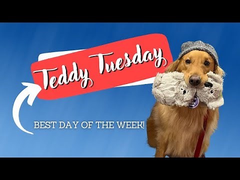 Teddy Tuesday. A day of the week dedicated entirely to my dog! The most spoiled Golden Retriever.