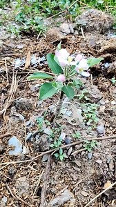 19K views · 598 reactions | M9ROOT stocks plant care || grafting #plants #care #PGR #treatment #plants #growth #farmer #viralreelschallenge | Shilpa Thakur | Facebook