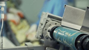 Lot of newborn chicks moving on poultry conveyor. Agriculture industry. Sorting chicks in factory.