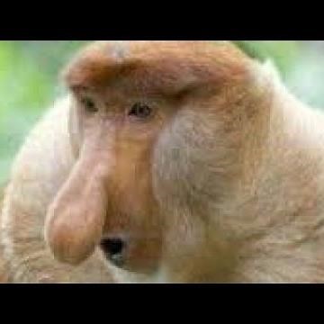 💎Piosenka o Januszku - Januszek...🎶💎